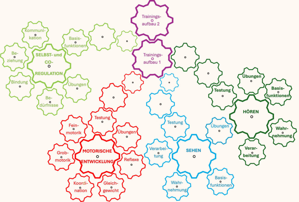 Kursaufbau durch ineinandergreifende Zahnräder visualisiert: Trainingsaufbau 1 und 2. Selbst- und Co-Regulation: Basisfunktionen, Bedürfnisse, Kommunikation, Beziehung, Bindung, Übungen. Motorische Entwicklung: Testung, Koordination, Grobmotorik, Feinmotorik, Gleichgewicht, Reflexe, Übungen. Sehen: Testung, Basisfunktionen, Wahrnehmung, Verarbeitung, Übungen. Hören: Testung, Basisfunktionen, Wahrnehmung, Verarbeitung, Übungen.